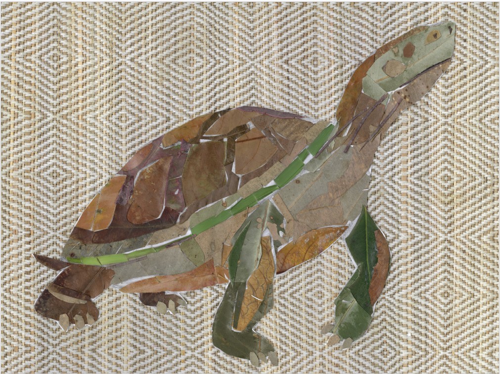 The Eastern Long Neck Turtle catching the early morning sun