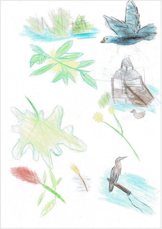 What I see in my backyard