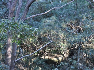 Image of a creekbed with rocks and trees
