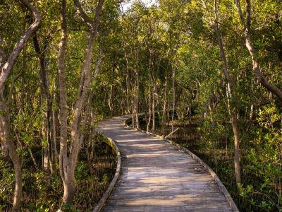 Image of a boardwalk through mangrove trees